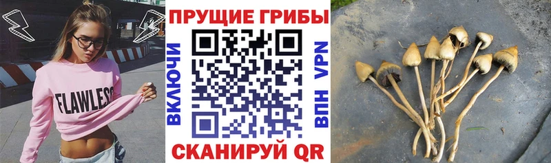 Купить закладки  Зерноград  Галлюциногенные грибы MAGIC MUSHROOMS 